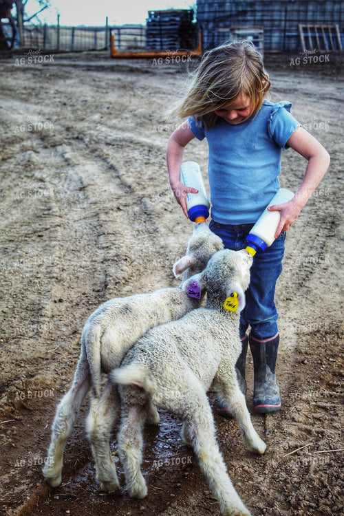 Farm Kid Bottle Feeding Lambs 141214
