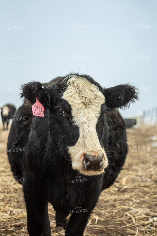 Crossbred Cow 155344