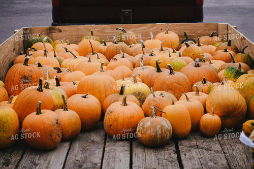 Pumpkins on Trailer 106008