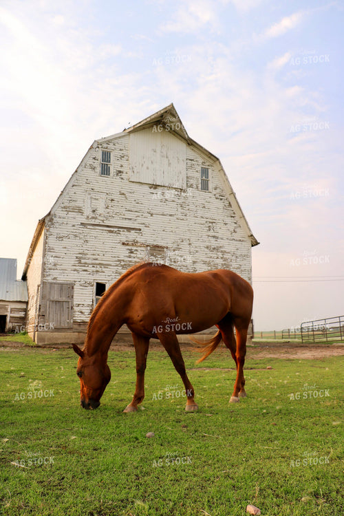Horse and Barn 299207