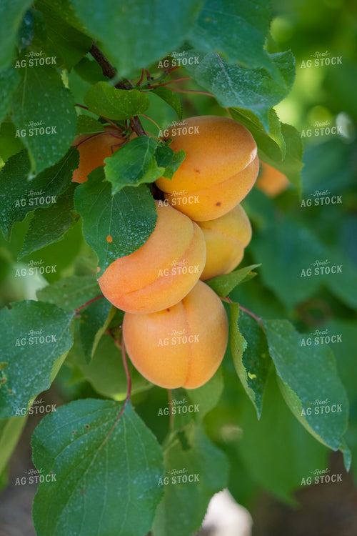 Apricots 65787
