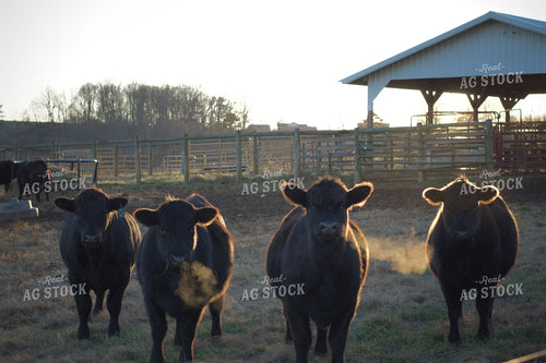 Black Angus Cattle 251107
