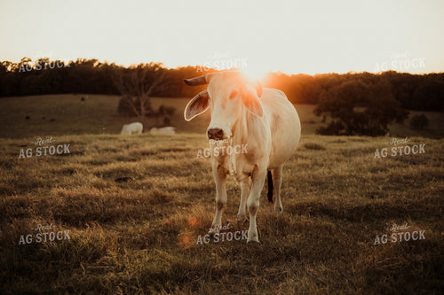 Brahman Cattle 203053