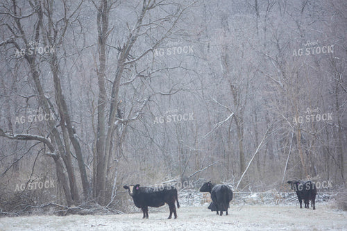 Cattle 1662