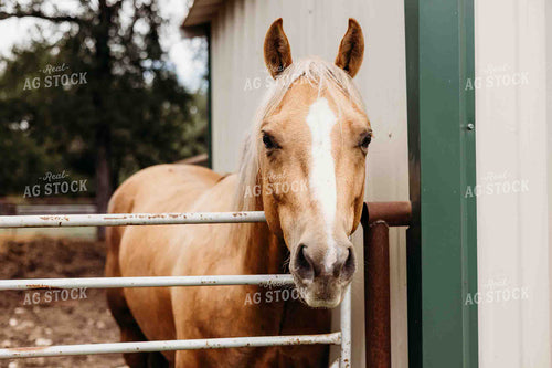 Horse in Pen 281074