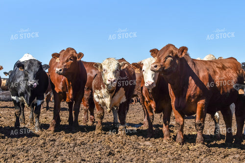Diverse Cattle in Feedlot Pen 56459