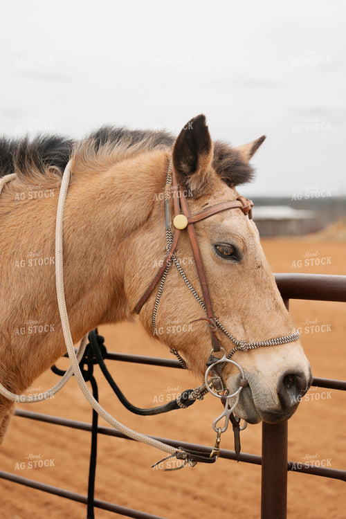 Horse Close Up 205122