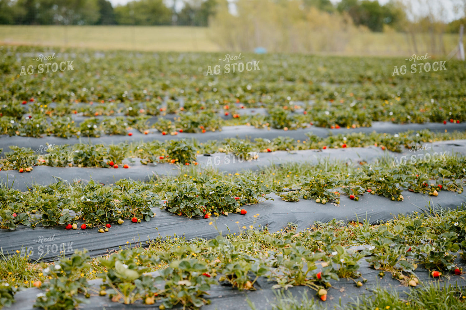 Rows of Strawberries 125099