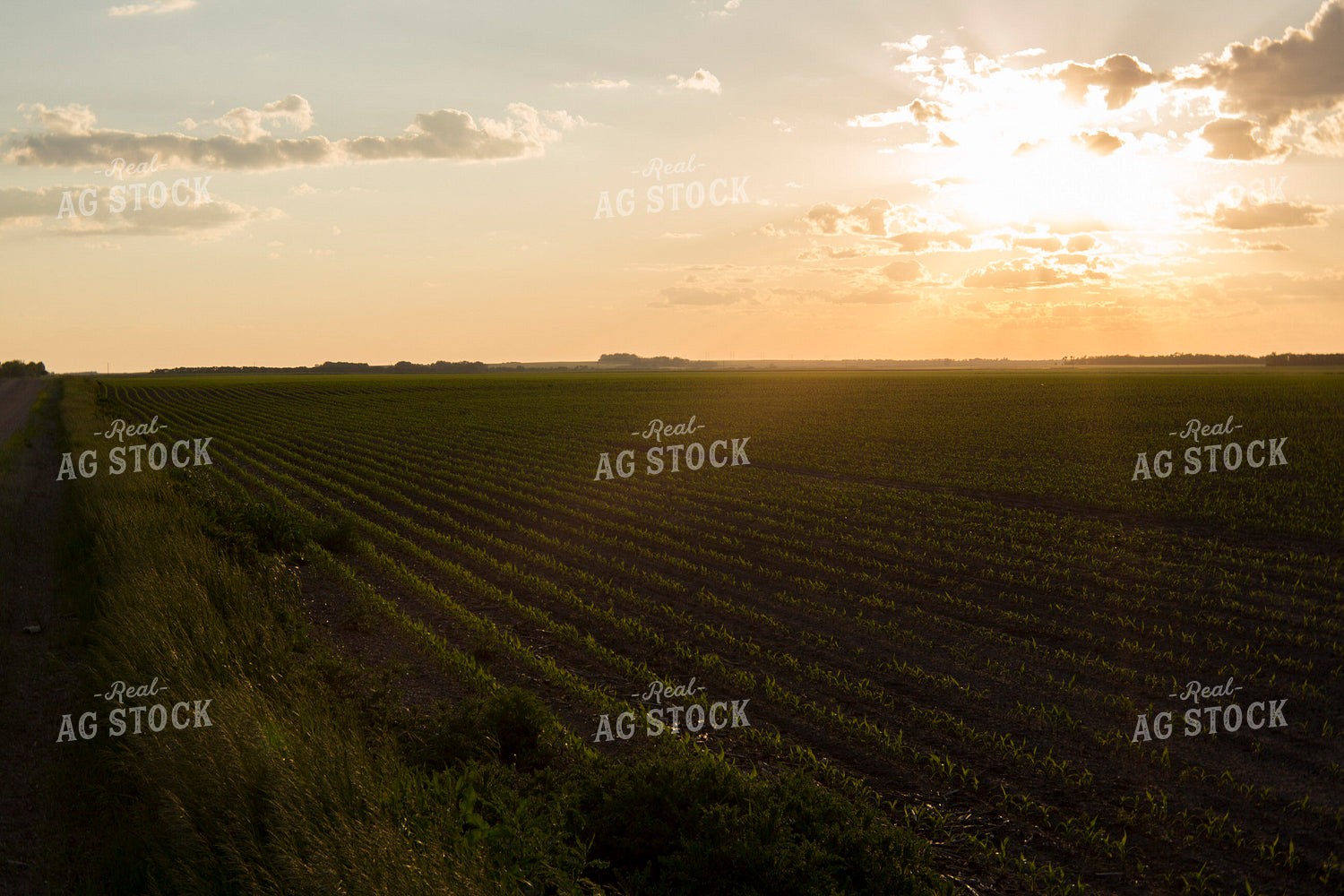 Corn - Early Growth 1063