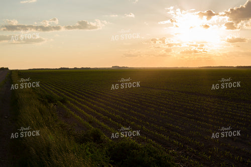 Corn - Early Growth 1063