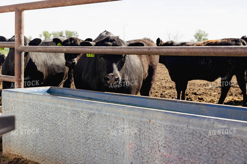 Cattle in Farmyard 114032