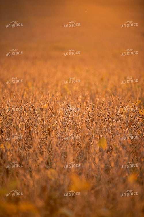 Dried Soybeans 76445