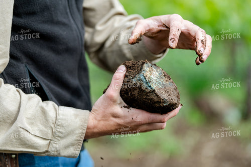 Farmer Holding Rock in Vineyard 107051