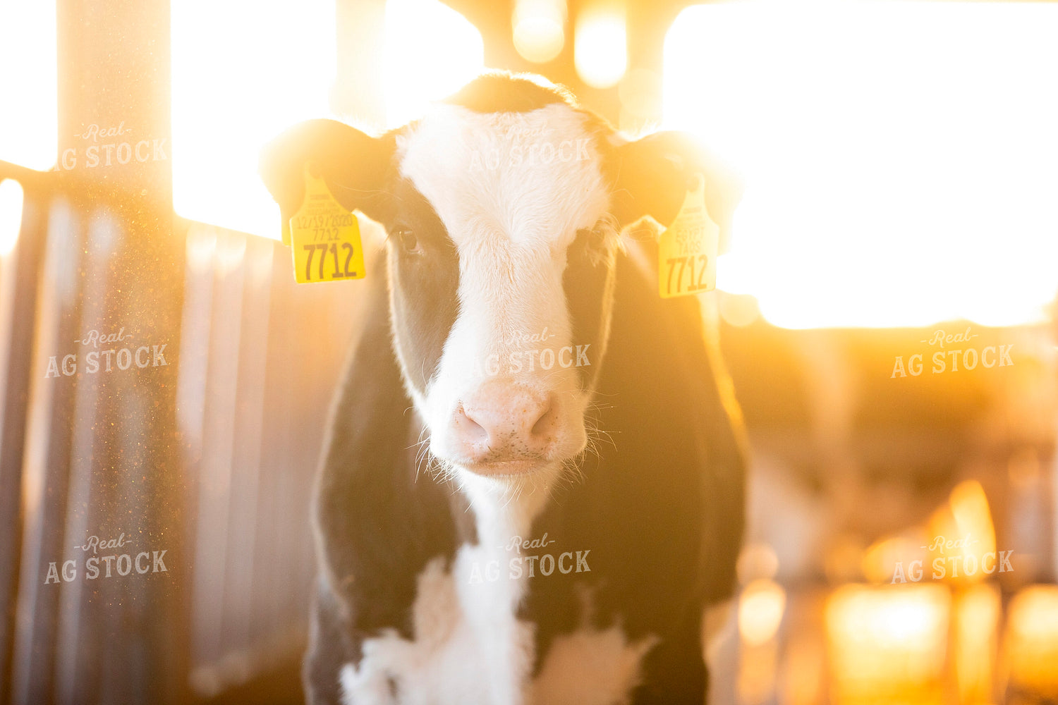 Holstein Calf 55238