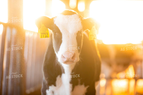 Holstein Calf 55238