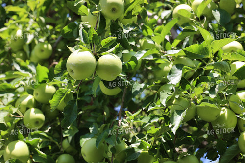 Apples in Tree 252003