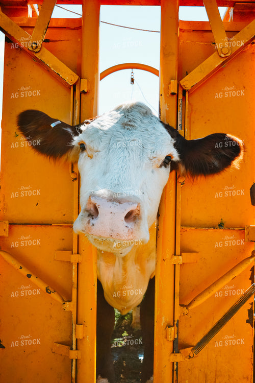 Hereford Cow in Squeeze Chute 125051