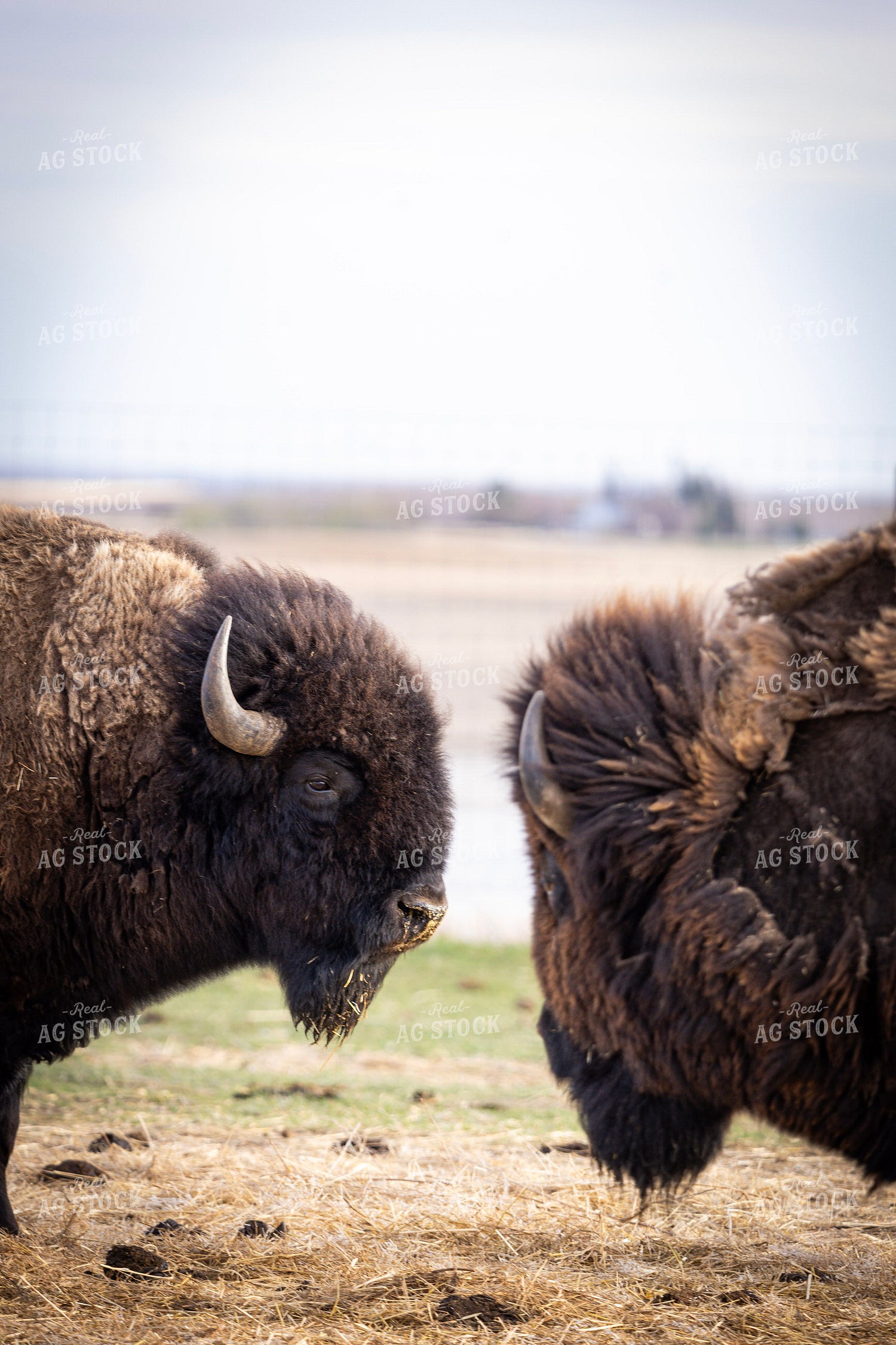 Bison – Real Ag Stock