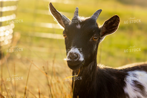 Goat 155086