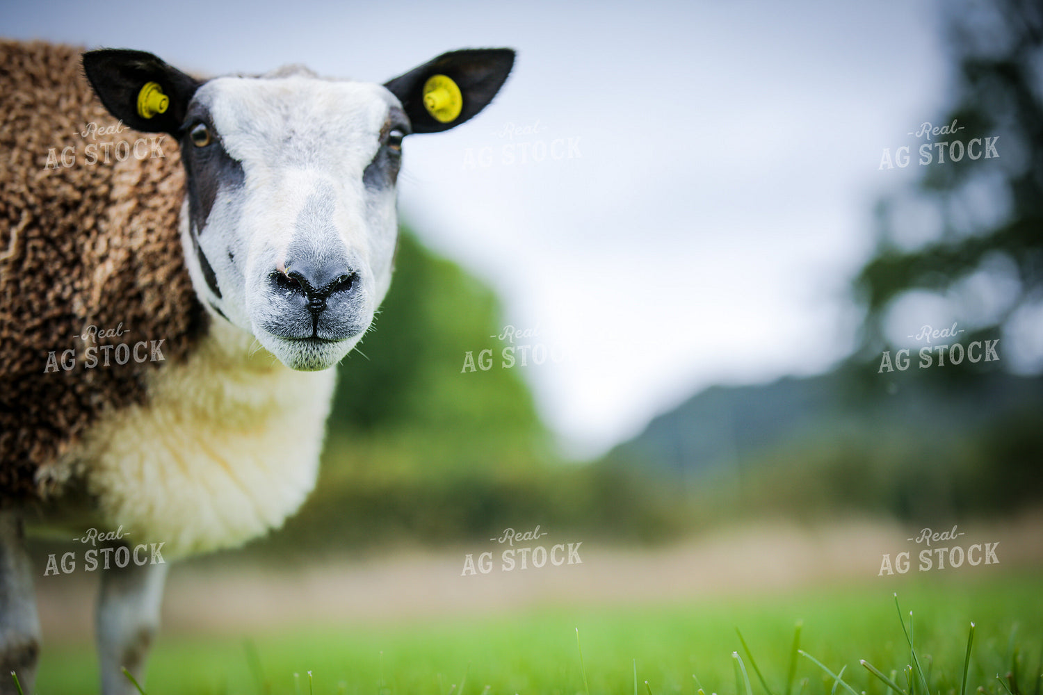 Sheep in Pasture 121007