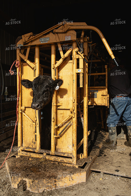 Processing Cattle 189015