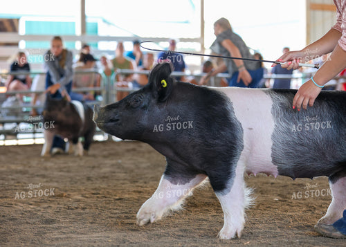 Showing Pigs 160275