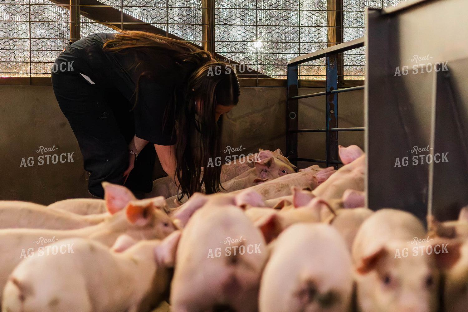 Female Veterinarian Checking Weaned Pigs 289098