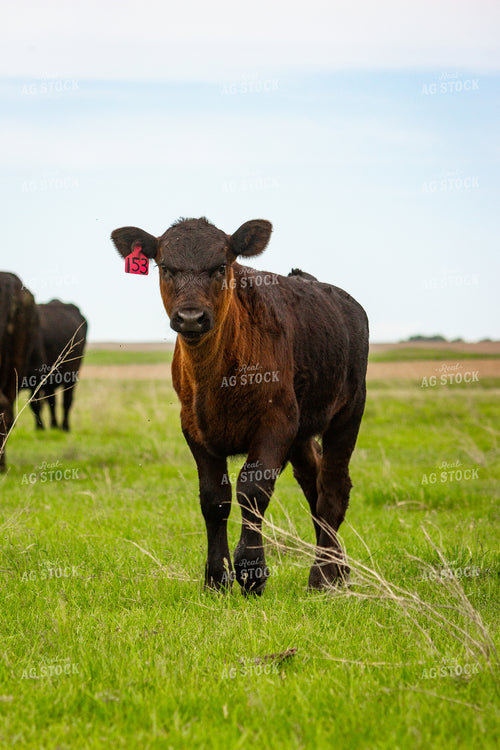 Angus Cross Calf 155211