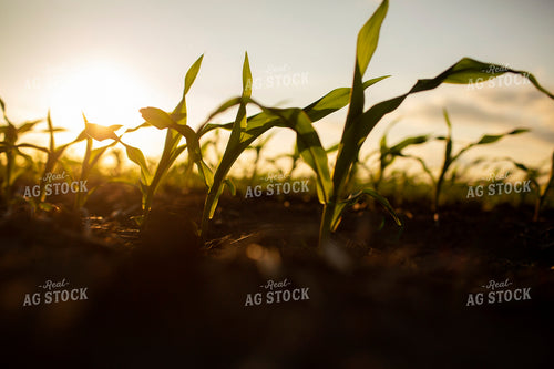 Early Growth Corn 6325