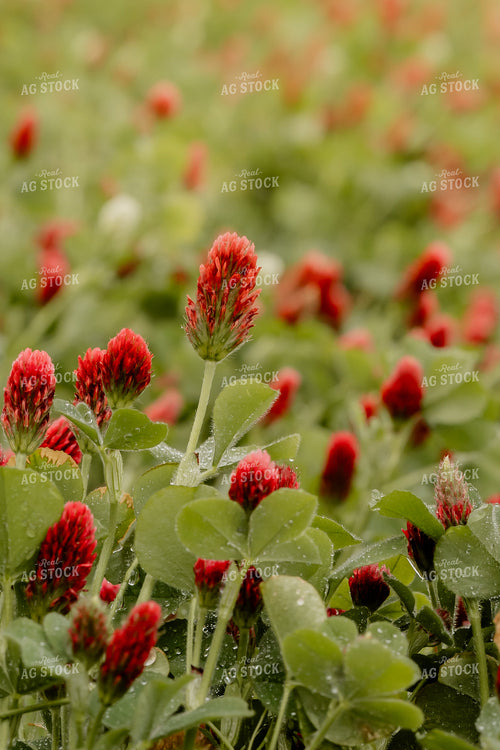 Cover Crop Crimson Clover 104112