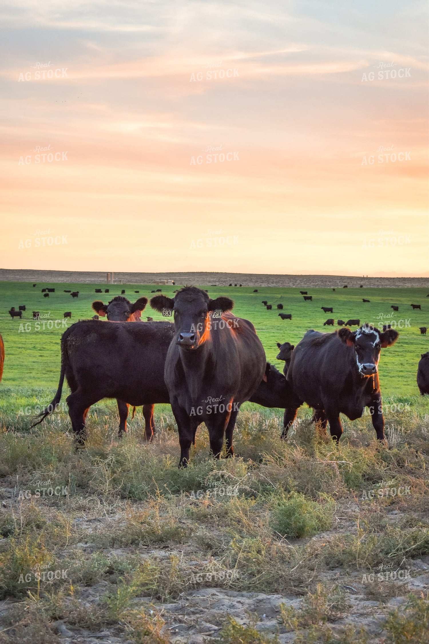 Cattle on Pasture 56095