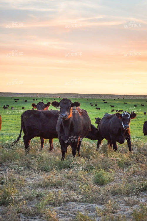 Cattle on Pasture 56095