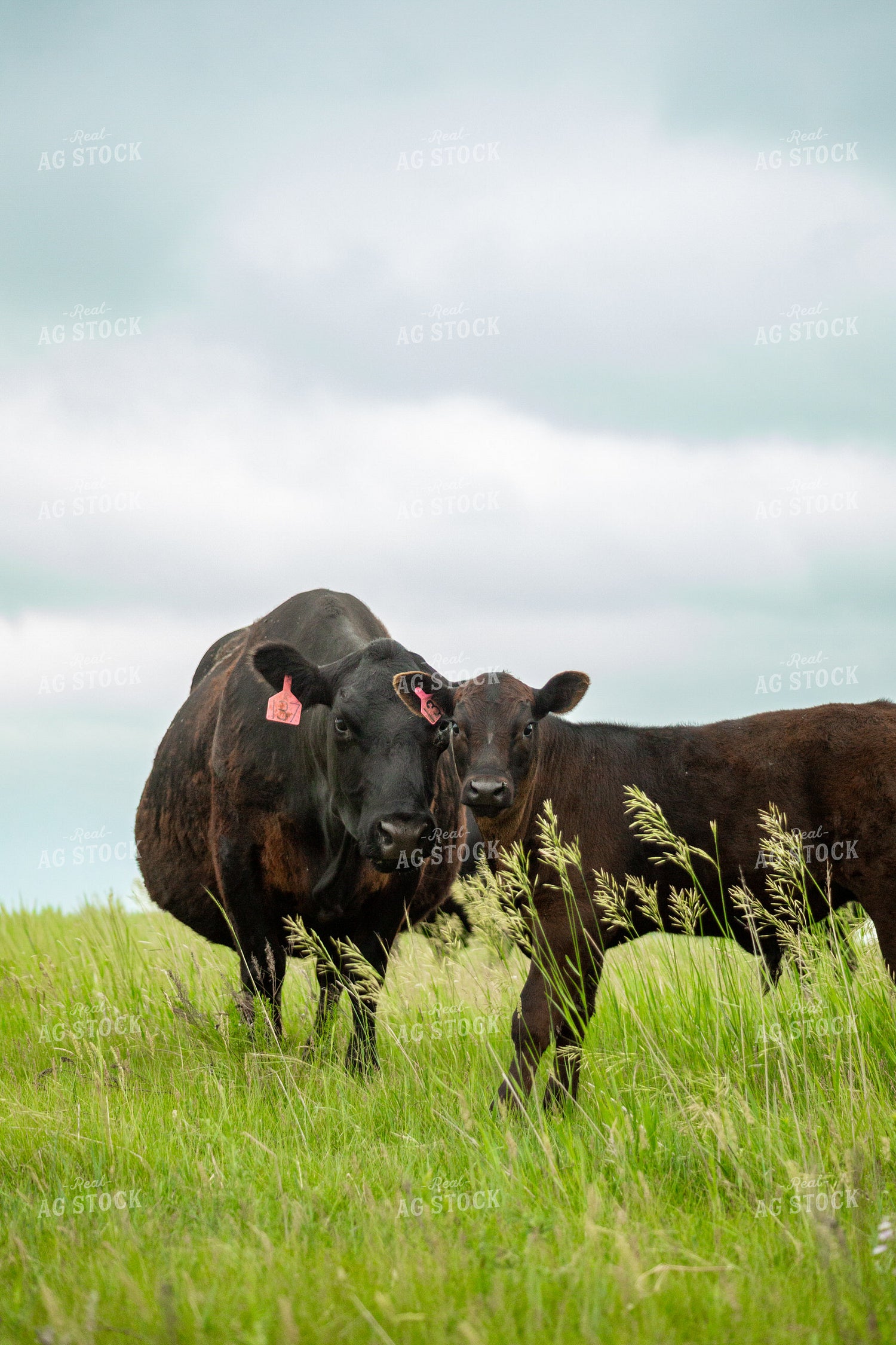 Cattle on Pasture 155655