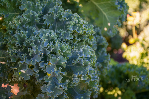 Kale 50204