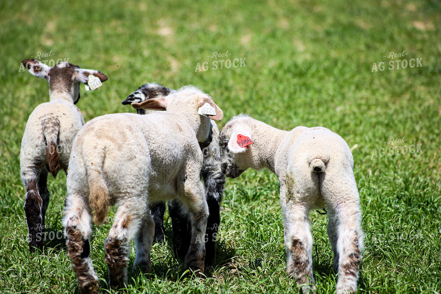 Lambs 84239