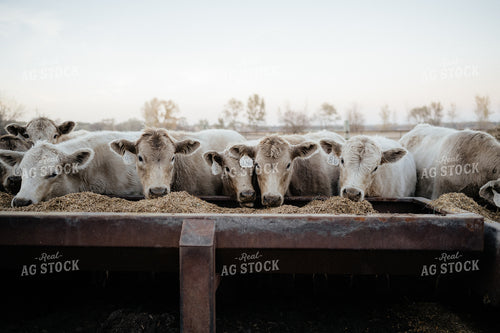 Charolais Cattle Earing at Feed Bunk 170011