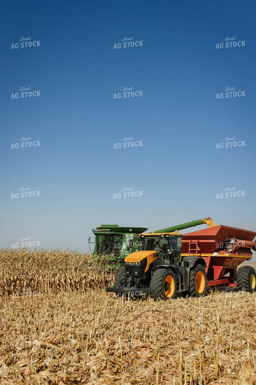 Corn Harvest 152639