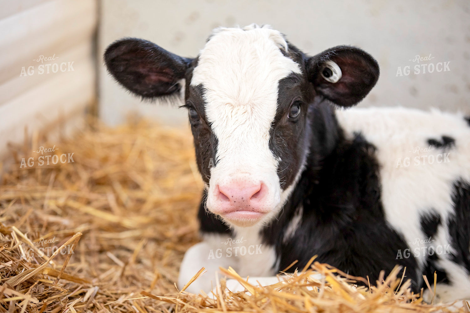 Dairy Calf in Hutch 55207