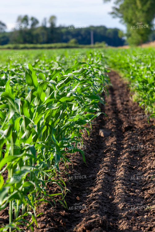 Corn Row 132026