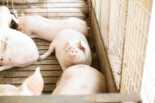 Finishing Pigs in Barn with Slatted Floor 3891