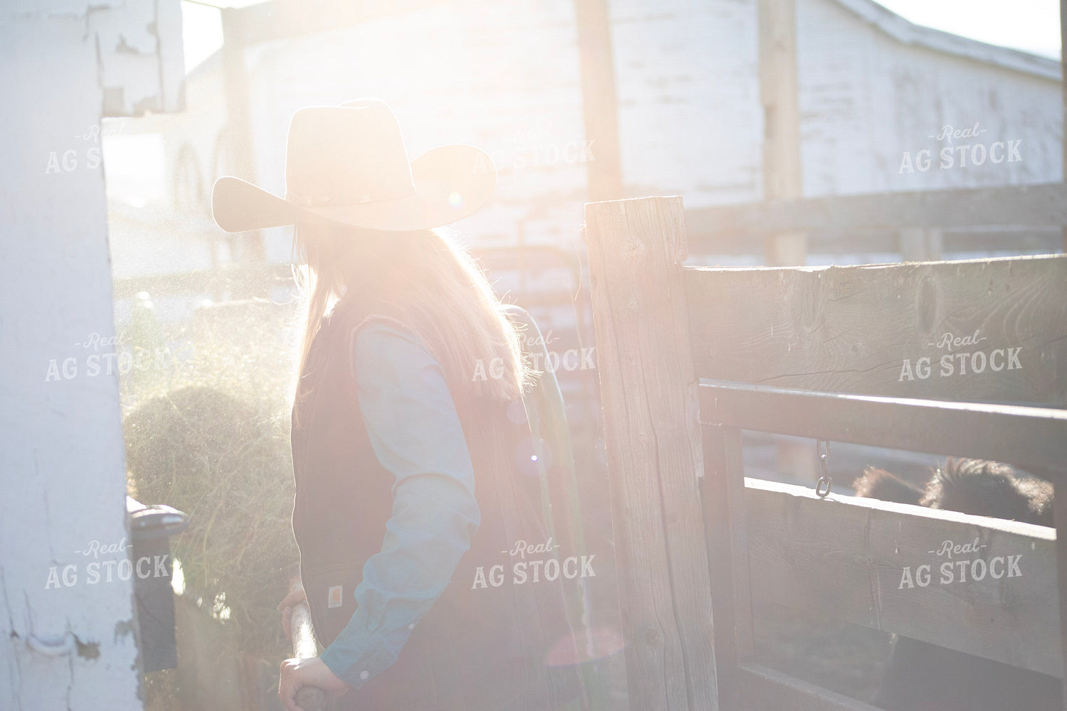 Female Rancher Feeding Cattle 117089