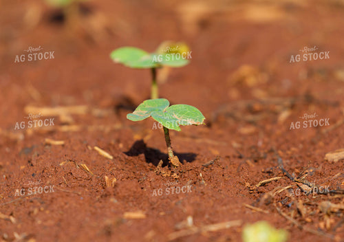 Soybeans Emerge in Field 79287