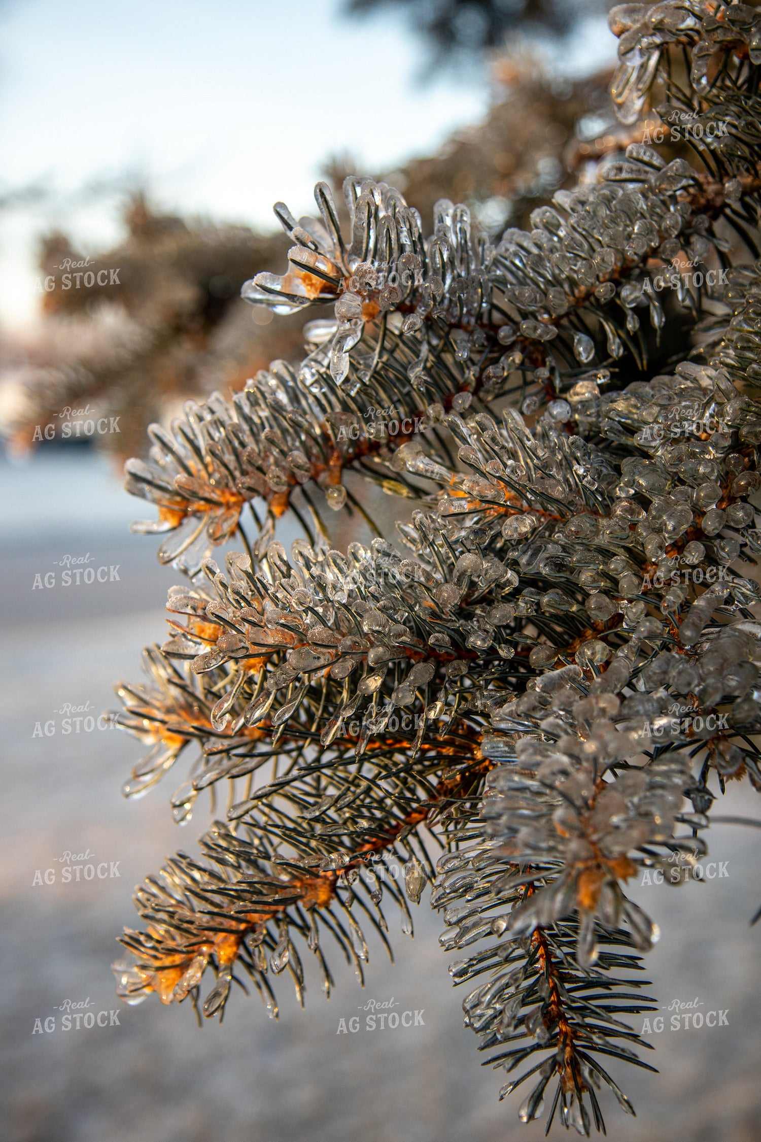 Ice on Evergreen Tree 67929