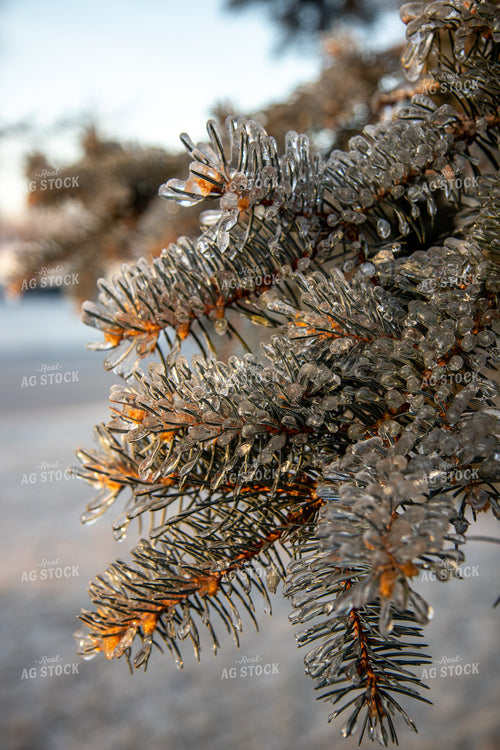 Ice on Evergreen Tree 67929