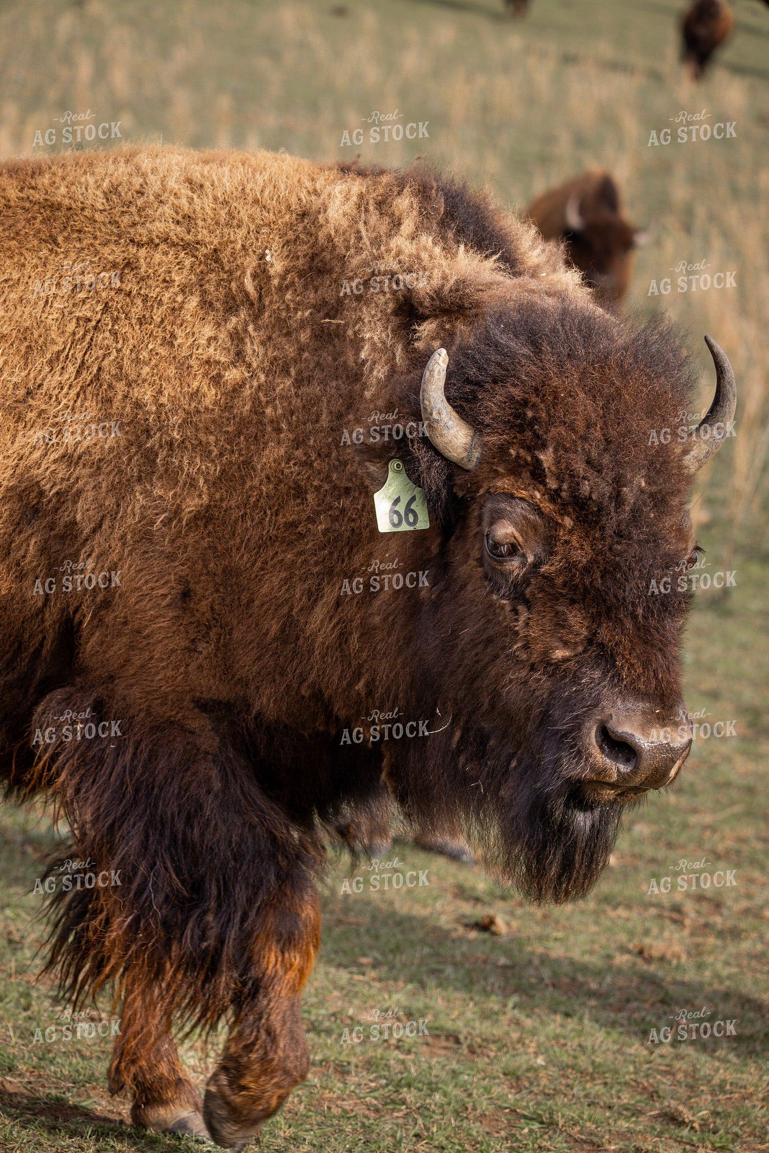 Bison 187159