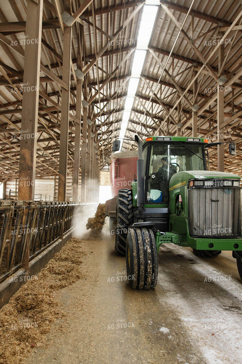 Feeding Cattle in Freestall Barn 152683