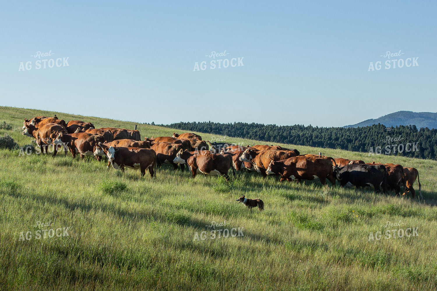Hereford Cows in Pasture 81105