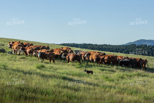 Hereford Cows in Pasture 81105