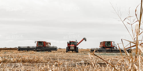 Corn Harvest 228001