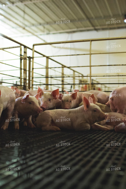 Piglets in Modern Barn 3875